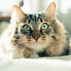 Illustration for article titled Your Cat Is Not Breaking Things Just Because Hes a Dick